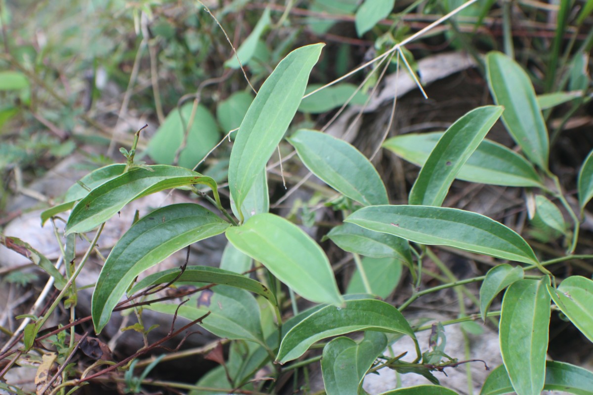 Smilax zeylanica L.